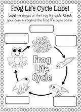 Frog Cycles Butterfly Frogs Preschoolactivities Teacherspayteachers sketch template