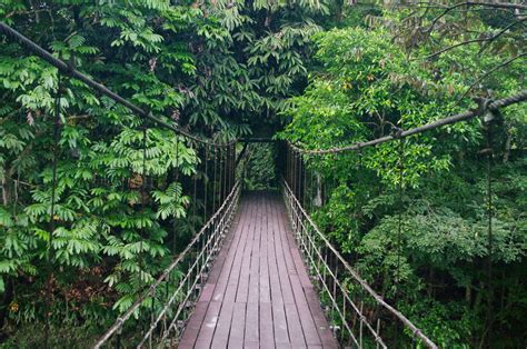 Bridge Deer Cave And Lang Cave Gunung Mulu National Park Sarawak