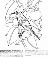 Galapagos Mockingbird 1891 Landforms Kabobs Shish Dover sketch template