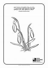 Snowdrop Coloring Pages Cool Slugterra Blaster Flowers Plants Awesome Printable Card Crocus Snow Divyajanani sketch template