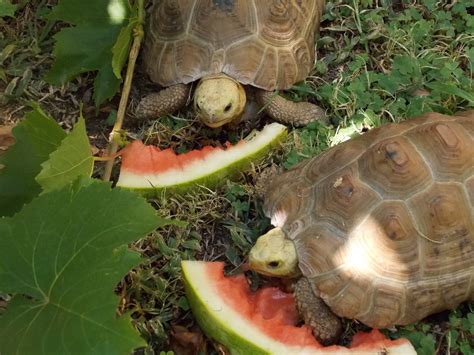 Watermelon On A Hot Sunny Day Tortoise Forum