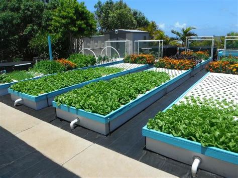 commercial aquaponics systems image gallery friendly
