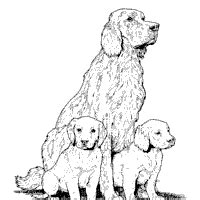 labrador  puppies coloring pages surfnetkids