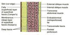 scarpas fascia  stratum membranosum abdominis   deep membranous layer  superficial