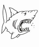 Shark Coloring Pages Sharks Kids Drawing Jaws Chibi Great Hungry Color Funny Print Children Jaw Outline Template Printable Hammerhead Getdrawings sketch template