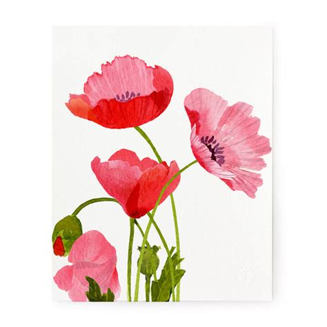Pink Poppies Art Print By Felix Doolittle