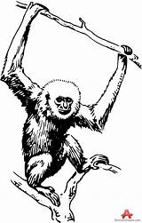 Monkey Hanging Drawing Tree Getdrawings Clipart sketch template