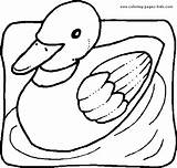 Coloring Duck Pages Color Ducks Animal Printable Kids Sheets Fun Eend Found Coloringpages1001 sketch template