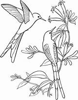 Coloring Pages Hummingbird Supercoloring sketch template