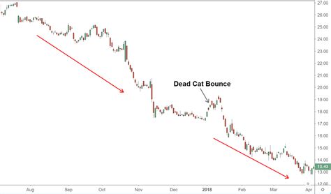 Dead Cat Bounce What It Means In Investing With Examples