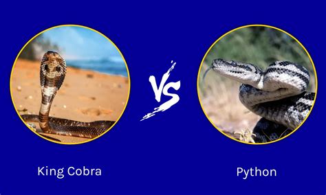 king cobra  python  key differences   animals