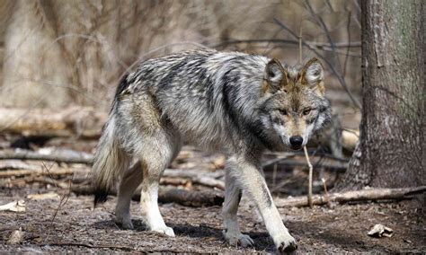 mexican gray wolf defenders  wildlife