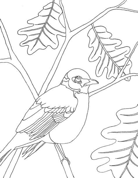 robin coloring pages etsy