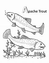 Trout Coloring Brook Pages Apache Color Getdrawings Getcolorings Mating sketch template