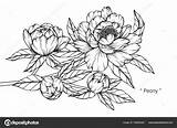 Peony Flower Sketch Drawing Paintingvalley Bunch sketch template