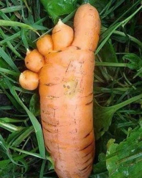 30 Pics That Will Make You Say Wtf Funny Vegetables Funny Fruit