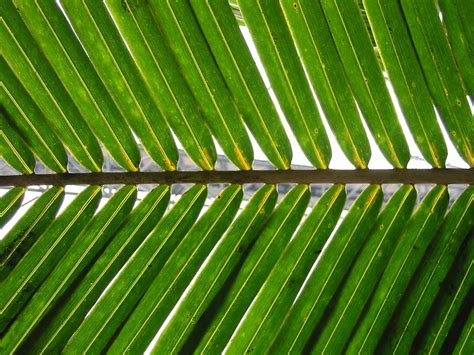 palm sunday addie zierman