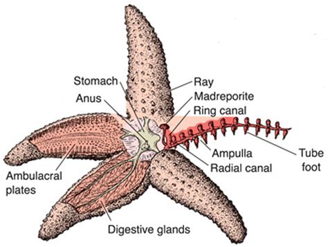 echinodermata  muscular system