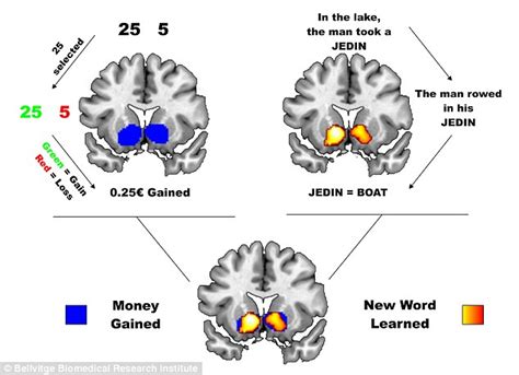 learning a new language activates same part of the brain as sex daily