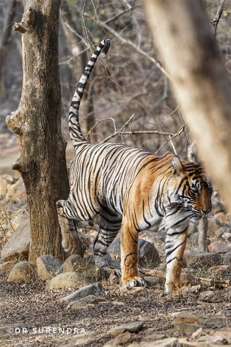 Tiger Tales Marking The Territory Dr G Surendra