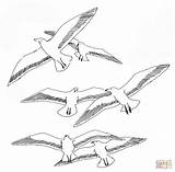 Coloring Printable Seagull Pages Seagulls Seaguls Kids Drawing sketch template