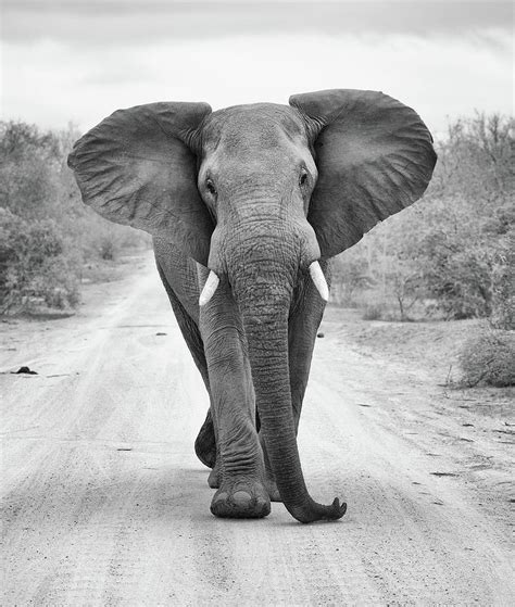 charging bull elephant photograph  max waugh