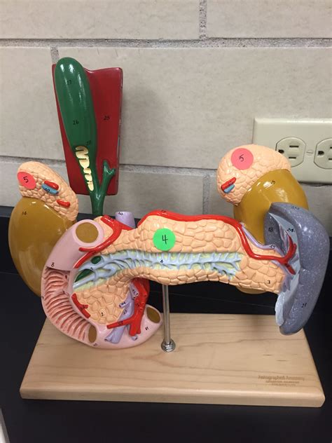 endocrine anatomy model pancreas adrenals digestive  xxx hot girl
