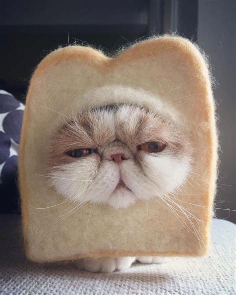 excuse     squishy cat face   bread cute