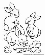 Coloring Pages Rabbit Farm Rabbits Animal Animals Eating Bunny Carrots Printable Kids Print Honkingdonkey Baby Bunnies Easter Sheet Vegetable Printables sketch template