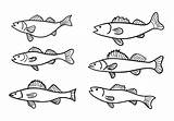 Walleye Vector Outline Clipart Cliparts Vecteezy Library Coloring Brook Trout Edit Searches sketch template