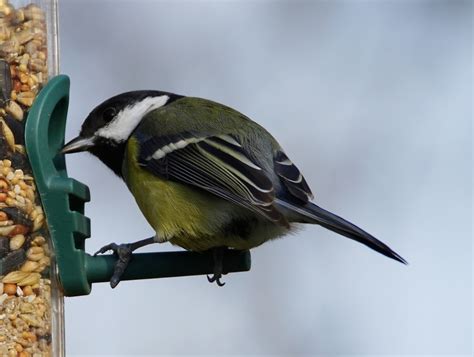 meise foto bild natur tiere voegel bilder auf fotocommunity