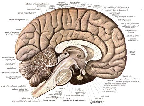 anatomie hersenen mri sagittal level  labels radiologie de hersenen medisch haaksman othes