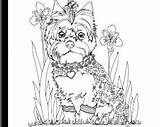 Pages Yorkie Coloring Teacup Template Terrier Yorkshire Yorkies Puppy sketch template
