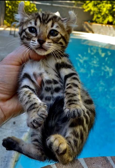 domestic wild cats our hybrid cubs will be great loving