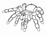 Coloring Spider Pages Scary Popular sketch template