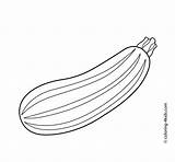 Zucchini Coloring Vegetables sketch template