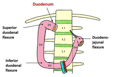duodenum anatomy qa