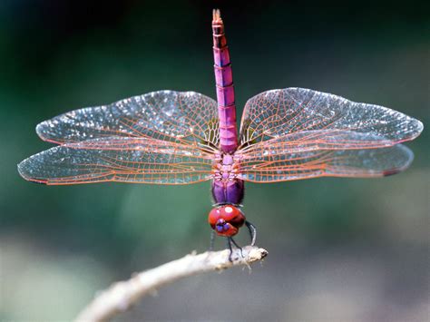 dragonflies important sciencing