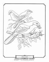 Shrike Birds Animals Coloring Book Sheet Skip sketch template