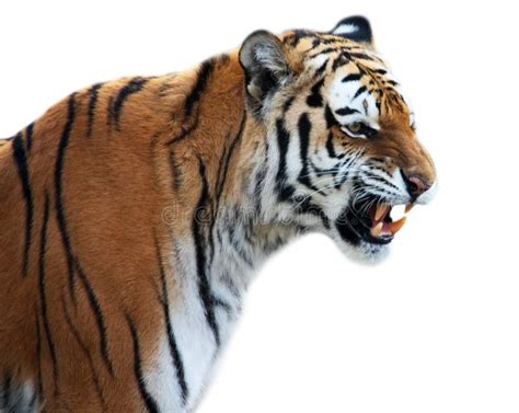 tiger roaring stock photo image