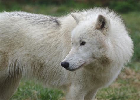 arctic wolf    furlined  deviantart