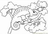 Chameleon Coloring Pages Mixed Colorear Para Camaleon Printable Carle Eric Color Printables Animals Dibujos Animales Kids 1413 Cameleon Sheets Template sketch template