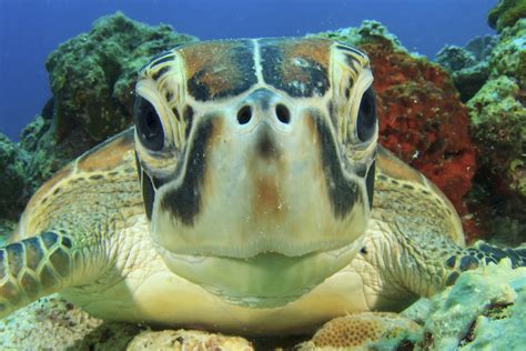 discovered  glowing sea turtle animal vogue