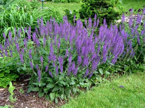 top  flowers  bloom  year poutedcom flowers perennials