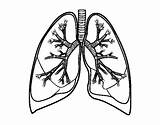 Lungs Coloring Human Bronchi Drawing Colorear Body Coloringcrew sketch template