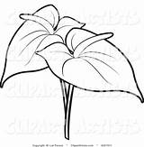Anthurium Outline Flower Flowers Clipart Coloring Vector Drawing Pages Clip Outlines Bouquet Clipartpanda Library Drawings Cliparts Lily 575px 18kb Simple sketch template