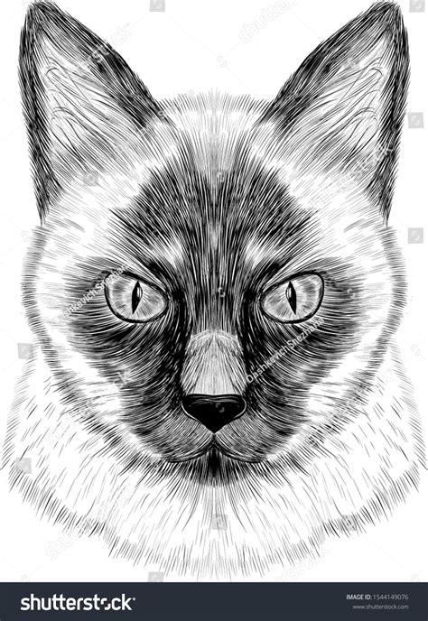 siamese cat coloring pages printable coloring pages