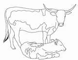 Cow Coloring Pages Cattle Cows Dairy Printable Drawings Longhorn Print Color Adults Comments Getcolorings Getdrawings Paintingvalley Face Animal Coloringhome sketch template