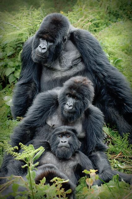 gorilla family  silverback ubumwe overlooking  subje flickr photo sharing