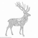 Coloring Stag Colouring Drawings Pages Adults Millie Marotta Books Adult Deer Book Animal Line Detailed Artist Drawing Sells Dailymail Fauna sketch template